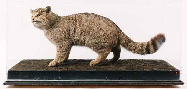 Taxidermy wild cat