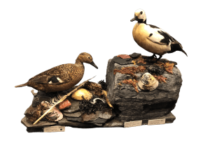 Pair of eider ducks